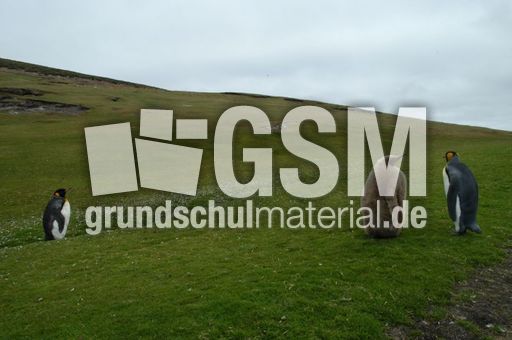 Königspinguin (7 von 84).jpg